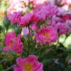 Oso Easy® Double Pink Rose -Greatgardenplants rosa oso easy double pink 2 P