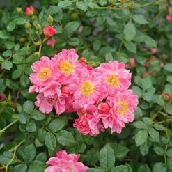 Oso Easy® Double Pink Rose -Greatgardenplants rosa oso easy double pink 3 P