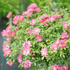 Oso Easy® Double Pink Rose -Greatgardenplants rosa oso easy double pink 5 P