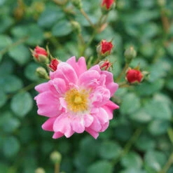 Oso Easy® Double Pink Rose -Greatgardenplants rosa oso easy double pink 6 P