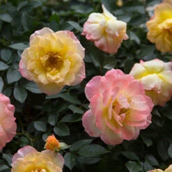 Oso Easy Italian Ice® Rose -Greatgardenplants rosa oso easy italian ice 2 P