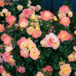 Oso Easy Italian Ice® Rose -Greatgardenplants rosa oso easy italian ice 3 P