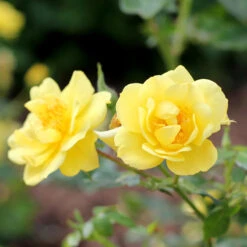 Oso Easy® Rose Collection -Greatgardenplants rosa oso easy lemon zest 4