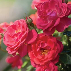 Oso Easy® Rose Collection -Greatgardenplants rosa oso easy mango salsa 5