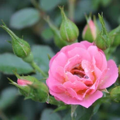Oso Easy® Petit Pink Rose -Greatgardenplants rosa oso easy petit pink 4 P