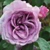 Quicksilver™ Climbing Rose -Greatgardenplants rosa quicksilver 1 P