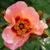 Ringo All-Star™ Rose -Greatgardenplants rosa ringo all star 2 P