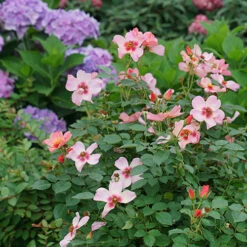 Ringo All-Star™ Rose -Greatgardenplants rosa ringo all star 5 P