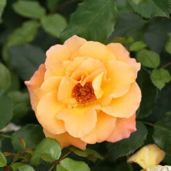 Suñorita® Rose 10 Suñorita® Rose -Greatgardenplants rosa sunorita rose 4 P