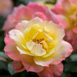 Oso Easy® Rose Collection -Greatgardenplants rosa oso easy italian ice 1