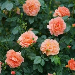 At Last® Rose -Greatgardenplants rose at last 5 1378cb08 c8a9 4fff b785 ba8e03f8e03f sw