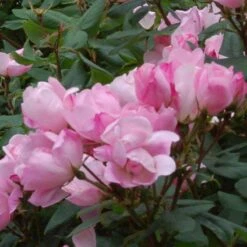 Blushing Knock Out® Rose -Greatgardenplants rose blushing knock out 3 sw