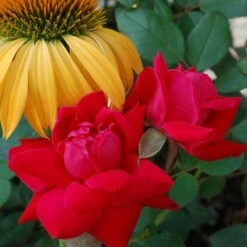 Double Knock Out® Rose -Greatgardenplants rose double knock out 2 sw