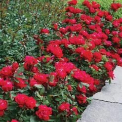 Double Knock Out® Rose -Greatgardenplants rose double knock out 3 sw