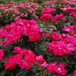 Knock Out® Rose -Greatgardenplants rose knock out 3