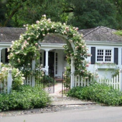 Climbing Rose Collection -Greatgardenplants rose new dawn 2 5c48738e b34f 4e7e 804a 08129c8e8c0c