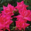Pink Double Knock Out® Rose -Greatgardenplants rose pink double knock out 1