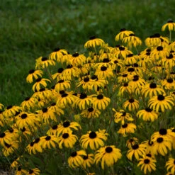 Greatgardenplants -Greatgardenplants rudbeckia american gold rush pp28498 cpbraf 0001 high res