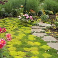 Irish Moss - Yellow -Greatgardenplants sagina subulata aurea scotch moss 4