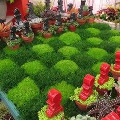 Irish Moss - Yellow -Greatgardenplants sagina subulata aurea scotch moss 5