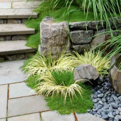 Irish Moss -Greatgardenplants sagina subulata irish moss 3