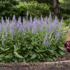 Color Spires® 'Azure Snow' Salvia -Greatgardenplants salvia azure snow 3 sw