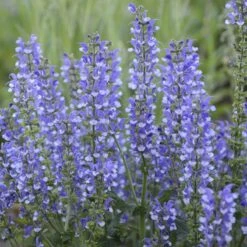 Color Spires® 'Azure Snow' Salvia -Greatgardenplants salvia azure snow 4 sw