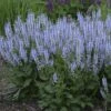 Color Spires® 'Crystal Blue' Salvia -Greatgardenplants salvia crystal blue 1 sw