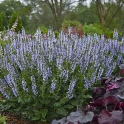 Color Spires® 'Crystal Blue' Salvia -Greatgardenplants salvia crystal blue 2 sw