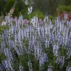 Color Spires® 'Crystal Blue' Salvia -Greatgardenplants salvia crystal blue 3 sw