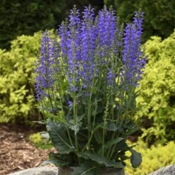 Color Spires® 'Indiglo Girl' Salvia -Greatgardenplants salvia indiglo girl 3 sw