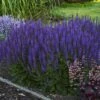 Color Spires® 'Violet Riot' Salvia -Greatgardenplants salvia violet riot 2 sw
