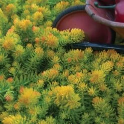 Greatgardenplants -Greatgardenplants sedum angelina 1 5247b8ad 5792 4f1a af5a 22e343117971 sw