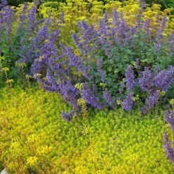 'Angelina' Stonecrop -Greatgardenplants sedum angelina 3 290d8295 fbb3 4230 95cf 735b1b3781b7 sw