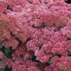 'Autumn Joy' Stonecrop -Greatgardenplants sedum autumn joy 5 897b38ab 3ac0 4b4c 9b48 20f691cba69b sw