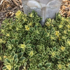 Rock 'N Low® 'Boogie Woogie' Stonecrop -Greatgardenplants sedum boogie woogie 2