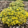 Rock 'N Low® 'Boogie Woogie' Stonecrop -Greatgardenplants sedum boogie woogie 3