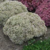 Rock 'N Round 'Bundle Of Joy' Stonecrop -Greatgardenplants sedum bundle of joy 2