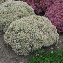 Rock 'N Round 'Bundle Of Joy' Stonecrop