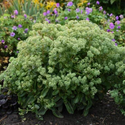 Rock 'N Grow® 'Lemonjade' Stonecrop 9 Rock 'N Grow® 'Lemonjade' Stonecrop -Greatgardenplants sedum lemon jade 3