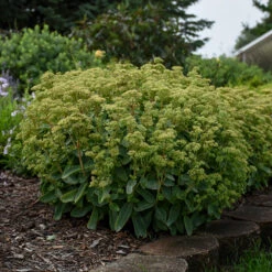 Rock 'N Grow® 'Lemonjade' Stonecrop 10 Rock 'N Grow® 'Lemonjade' Stonecrop -Greatgardenplants sedum lemon jade 4