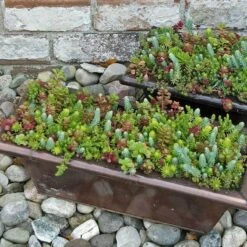 SedumSod® -Greatgardenplants sedum sod 12