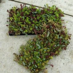SedumSod® -Greatgardenplants sedum sod 2