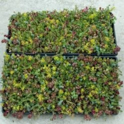 SedumSod® -Greatgardenplants sedum sod 3