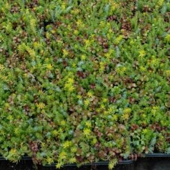 SedumSod® -Greatgardenplants sedum sod 4