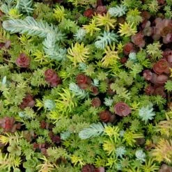 SedumSod® -Greatgardenplants sedum sod 5