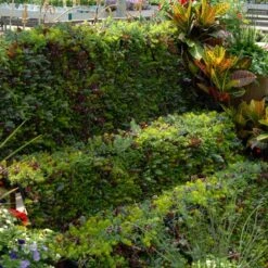 SedumSod® -Greatgardenplants sedum sod 6