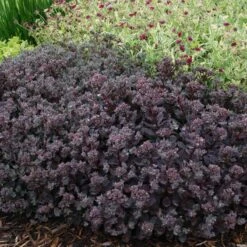 Sunsparkler® 'Dazzleberry' Stonecrop -Greatgardenplants sedum sunsparkler dazzleberry 4 sw