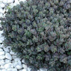 Sunsparkler® 'Dazzleberry' Stonecrop -Greatgardenplants sedum sunsparkler dazzleberry 7 sw