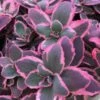 Sunsparkler® 'Dream Dazzler' Stonecrop -Greatgardenplants sedum sunsparkler dream dazzler 1